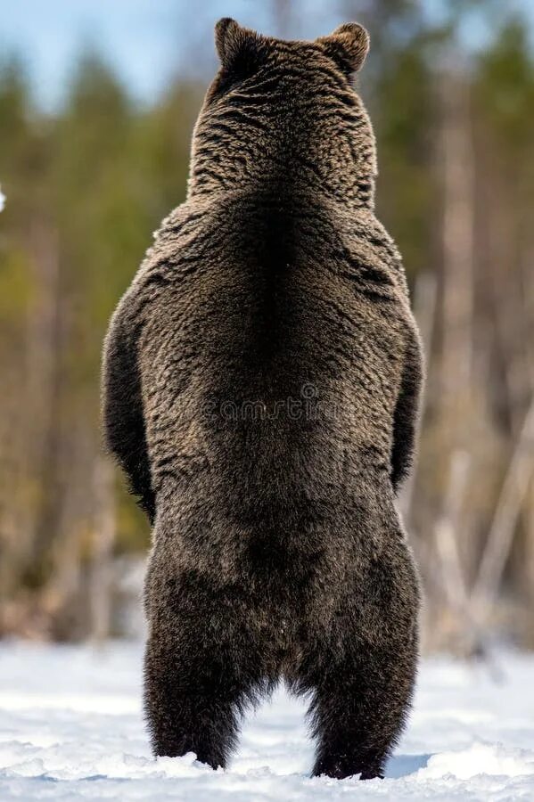 Медведь на задних лапах фото Brown Bear Standing on His Hind Legs in Spring Forest. Back View Stock Image - I