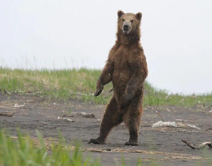 Медведь на задних лапах фото Pin by Надежда on Тедди медведи Bear, Brown bear, Grizzly