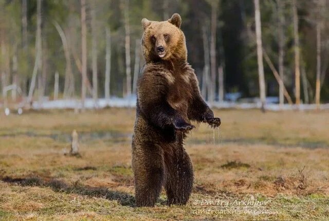 Медведь на задних лапах фото Pin by Johnny Pritchard on bears Animals, Brown bear, Bear