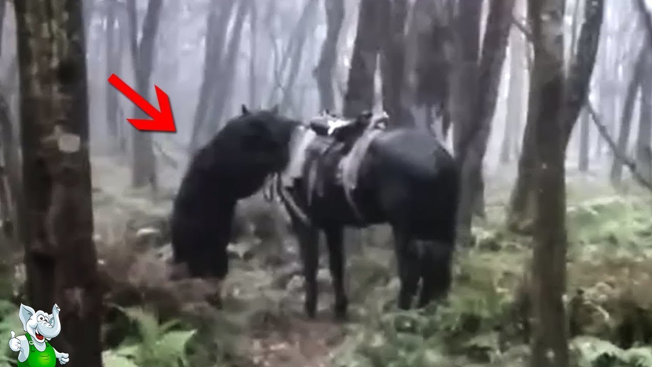 Медведь напал на человека фото دب يهاجم راكب يمتطي حصان!! مواجهات مع حيوانات تم تصويرها - YouTube