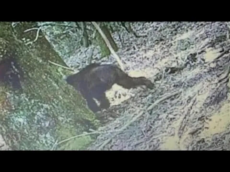 Медведь напал на человека фото Hidden Cam Records Unknown Animal! - YouTube