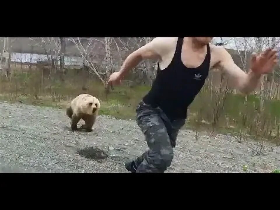 Медведь напал на человека фото На Камчатке медведь погнался за любопытным туристом - YouTube
