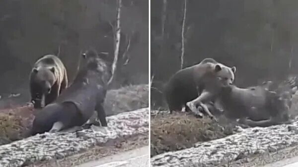 Медведь напал в приморье фото В Швеции запечатлели нападение медведя на лося Новости Швеции Дзен