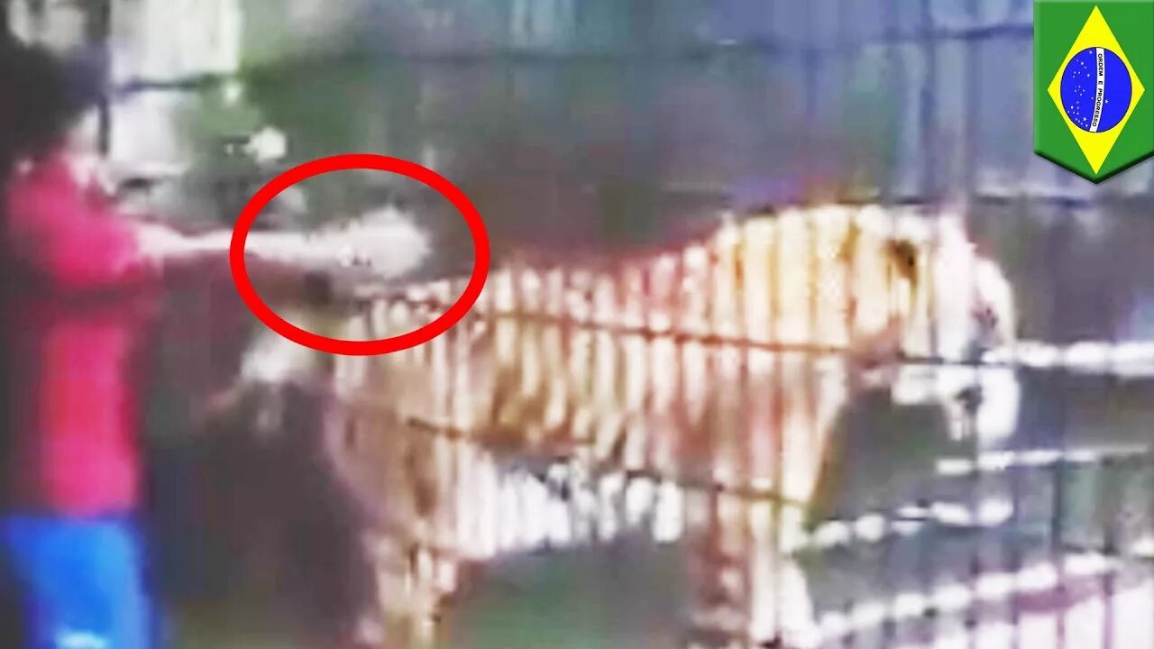 Медведь откусил женщине руку фото WARNING: GRAPHIC. Batang lalake, nawalan ng braso matapos hawakan ang isang tigr