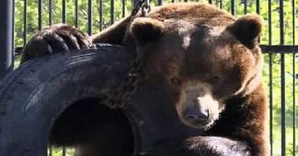 Медведь откусил женщине руку фото Медведь оторвал руку девушке в шашлычке. Пикабу