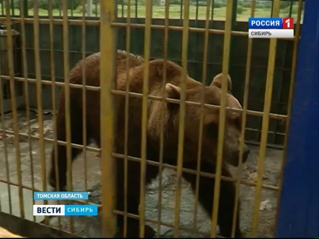 Медведь откусил женщине руку фото Томичи пытаются спасти от усыпления медведя, откусившего руку пьяной женщине - В