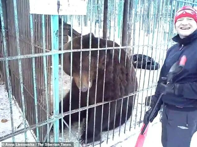 Медведь откусил женщине руку фото Brown bear tears off woman's arm then EATS it during Christmas bash at Russian g