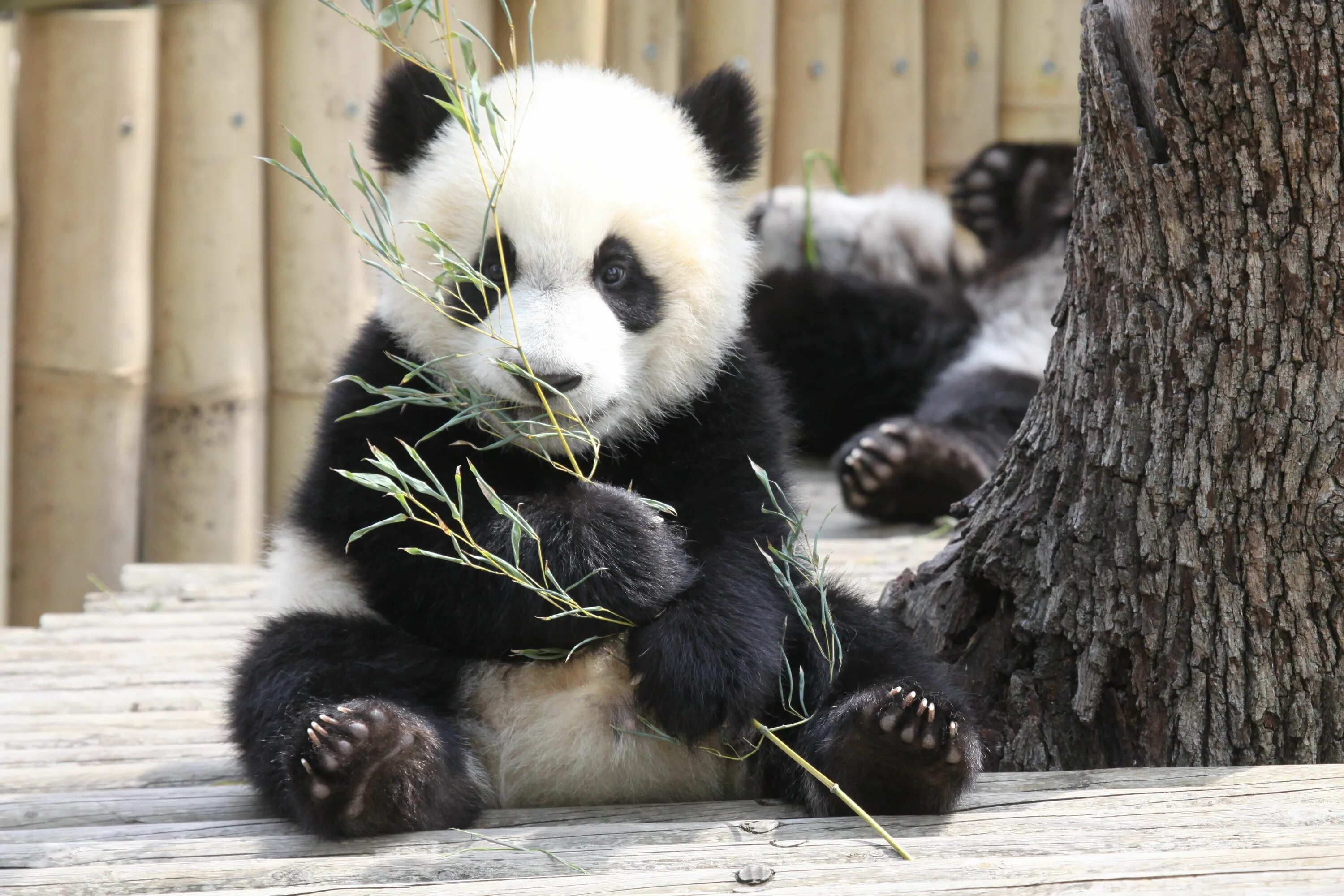 Медведь панда фото Baby panda bears, Panda bear, Cute wild animals