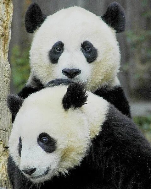 Медведь панда фото Panda bears. #JingyaoQuan aren't they so cute:) . Animals Panda bear, Panda bear