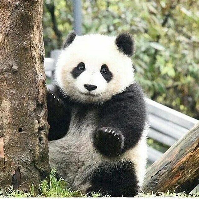 Медведь панда фото Cute panda! Baby panda bears, Panda bear, Cute panda