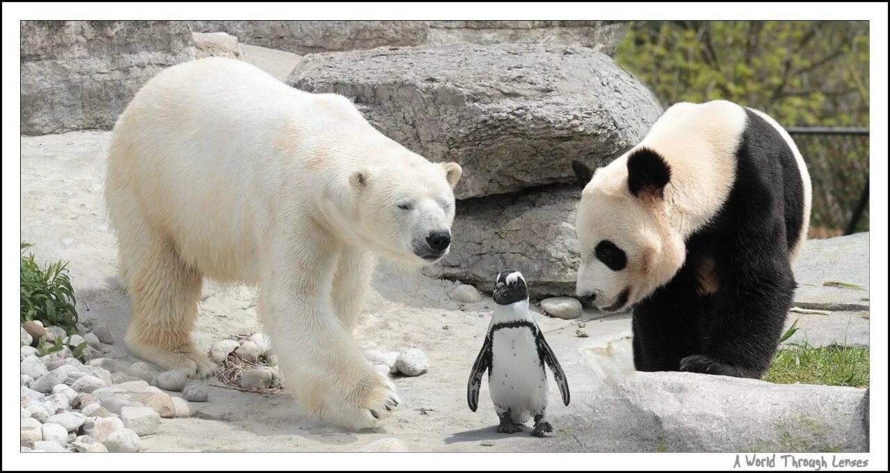 Медведь панда фото Pin on J-Cat Endangered animals facts, Endangered animals, Animals