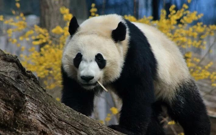 Медведь панда фото Download wallpapers big panda, cute animals, wildlife, pandas, white black bear 