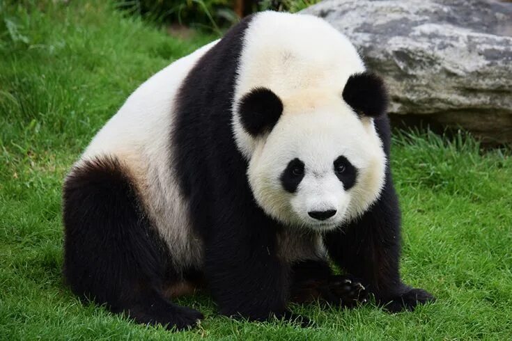 Медведь панда фото Pin by yakup on Animal Panda bear, Cute animals, Panda
