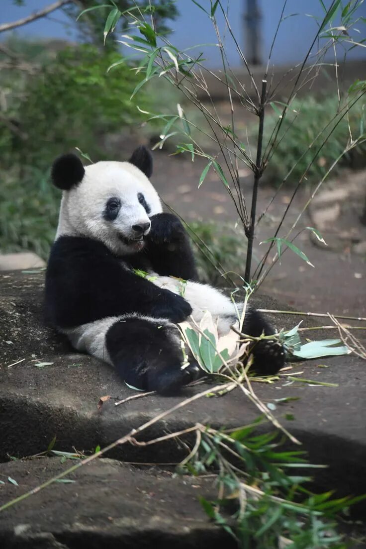 Медведь панда фото 今 日 の パ ン ダ(2304 日 目) 毎 日 パ ン ダ Cute animals, Panda bear, Cute panda