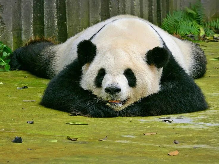 Медведь панда фото Gepind van kepguru Panda bear, Animals, Van