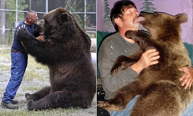 Медведь по сравнению с человеком фото Jimbo the Kodiak bear still loves a playful hug from his carer (despite being 9f