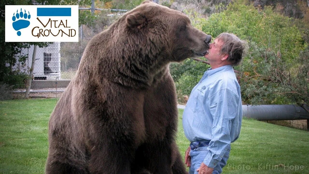 Медведь по сравнению с человеком фото Huge Grizzly! - YouTube