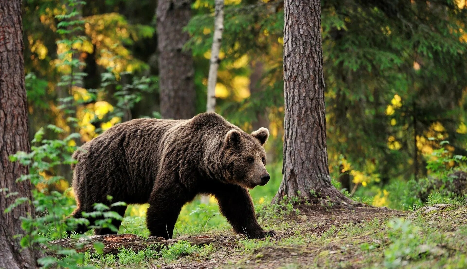 Медведь подлесная ул 1 фото The second season of hunting on a bear opens in Murmansk Region Society Seldon N