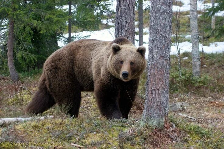 Медведь подлесная ул 1 фото Brown Bear Walking Through a Forest