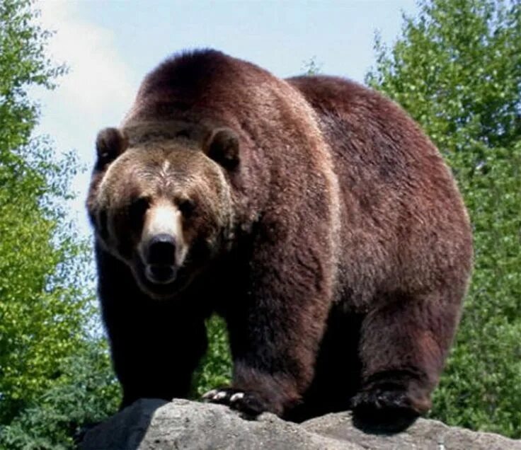 Медведь подлесная ул 1 фото Pin by Mibara on Nord Brown bear, Bear, Animals wild