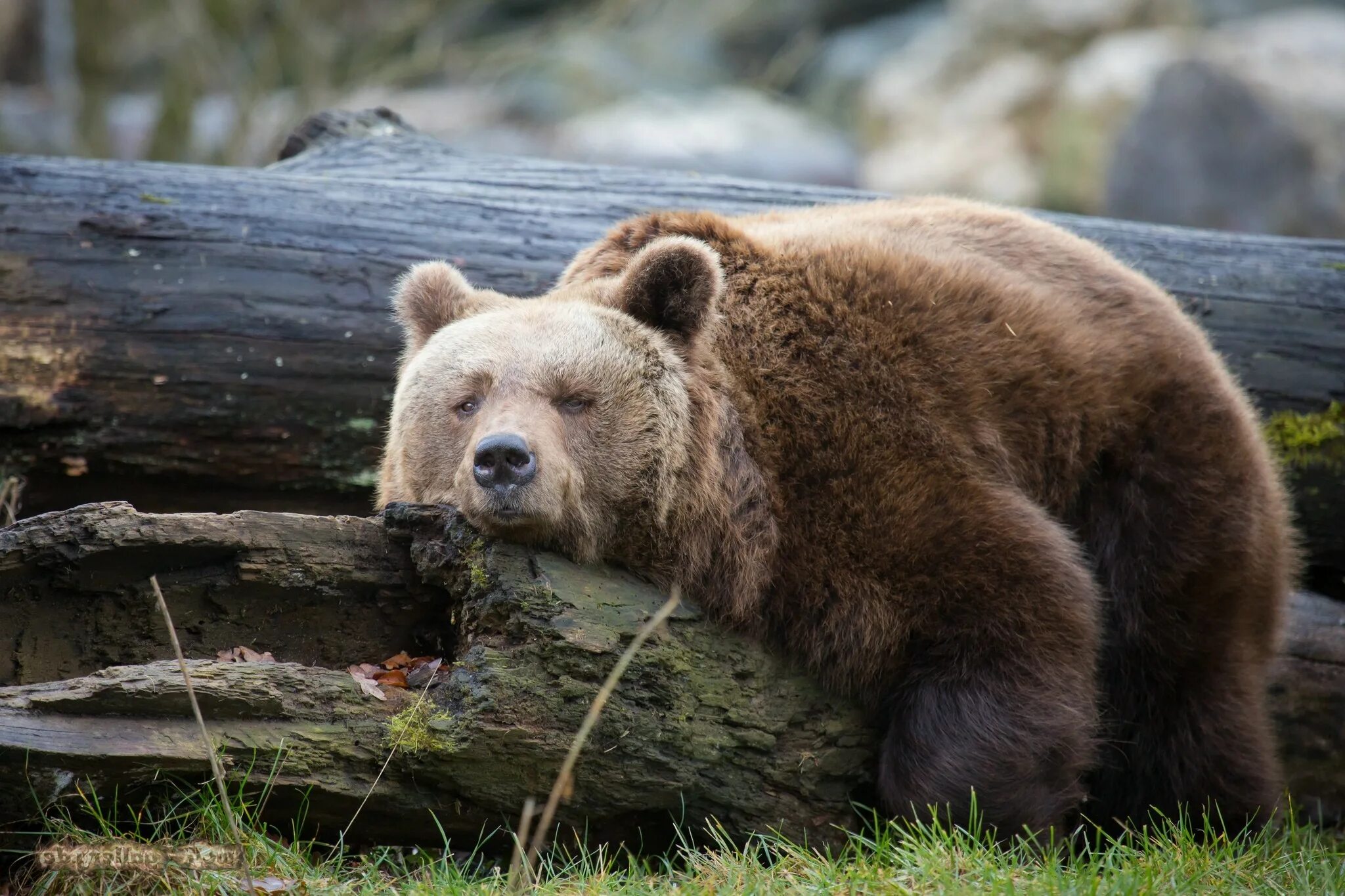 Медведь подлесная ул 1 фото Wallpaper : 2048x1365 px, animals, bears 2048x1365 - - 1090330 - HD Wallpapers -