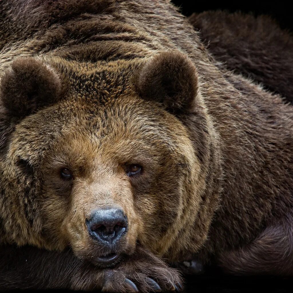 Медведь портрет фото Скачать обои взгляд, портрет, медведь, топтыгин, раздел животные в разрешении 10