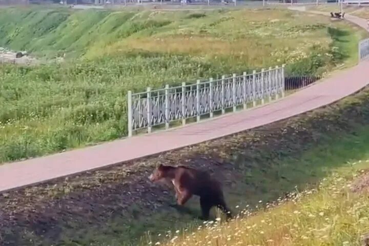 Медведь порвал человека фото На Итурупе застрелили медведя, выходившего к людям - МК Сахалин