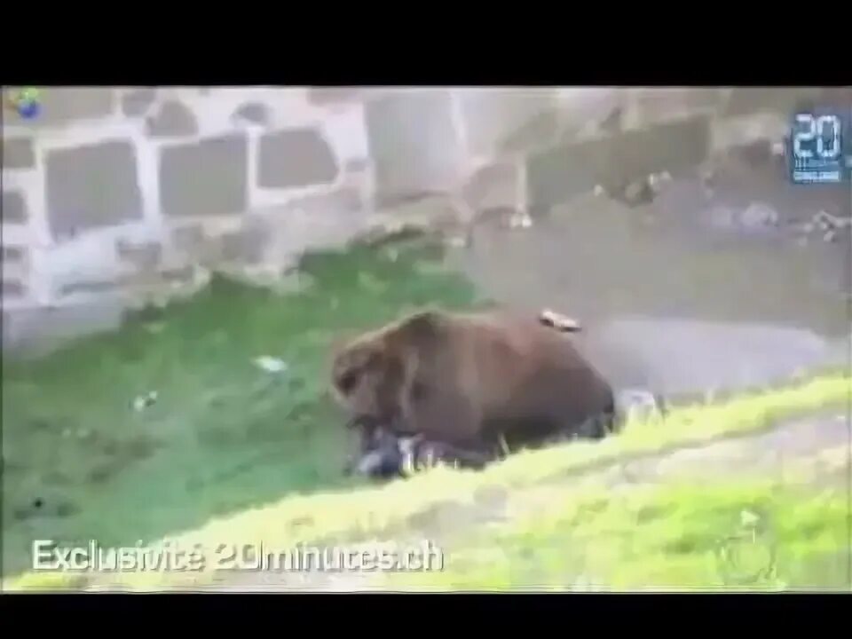 Медведь растерзал 2 мужчин фото без цензуры Urso ataca homem que invadiu jaula em zoo na Suíça - YouTube