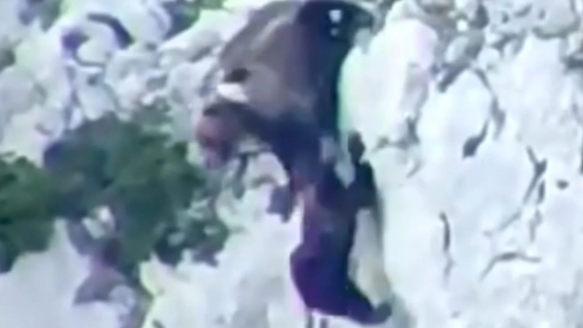 Медведь растерзал двух фото Incredible moment mama bear fights 500lb rival to death before fatal plunge 100 