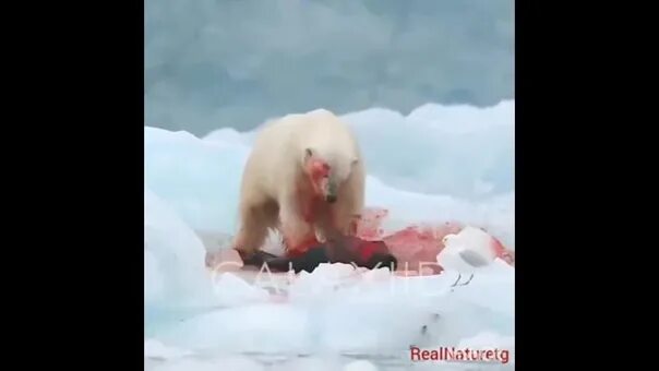 Медведь растерзал двух фото Let the mother hear, let the mother come. Интересная планета - путешествия и тур