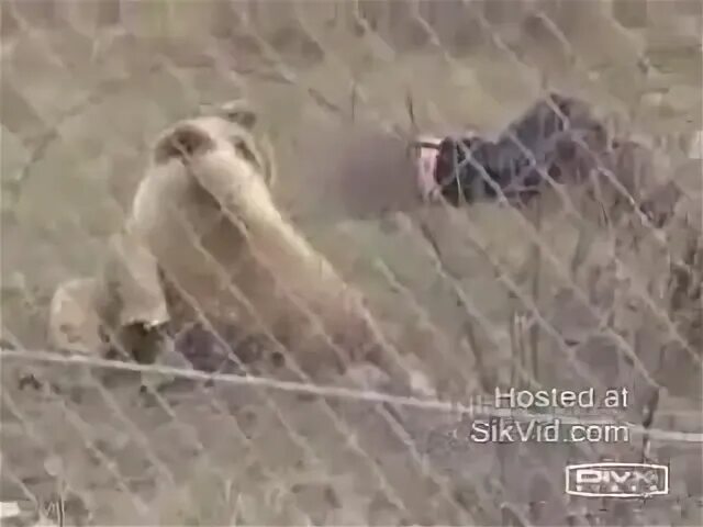 Медведь растерзал двух фото Медведи напали... - Видео ВКонтакте