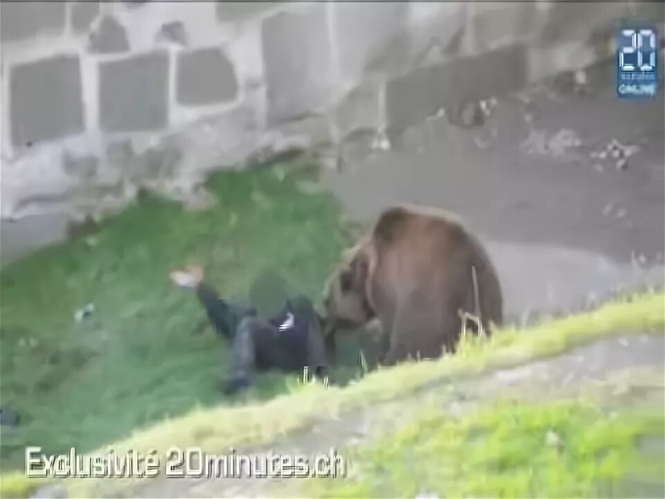 Медведь растерзал фото Ayı Saldırısı - Zoo Bear Attack - YouTube