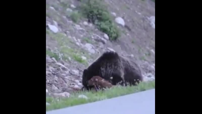 Медведь растерзал фото Гризли заживо ест теленка. Зубы этого хищника устроены так, что медведь может пи
