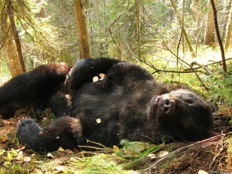 Медведь растерзал фото Рыбалка в Красноярске - Регулирование численности медведя... - Страница 9 - Рыбо