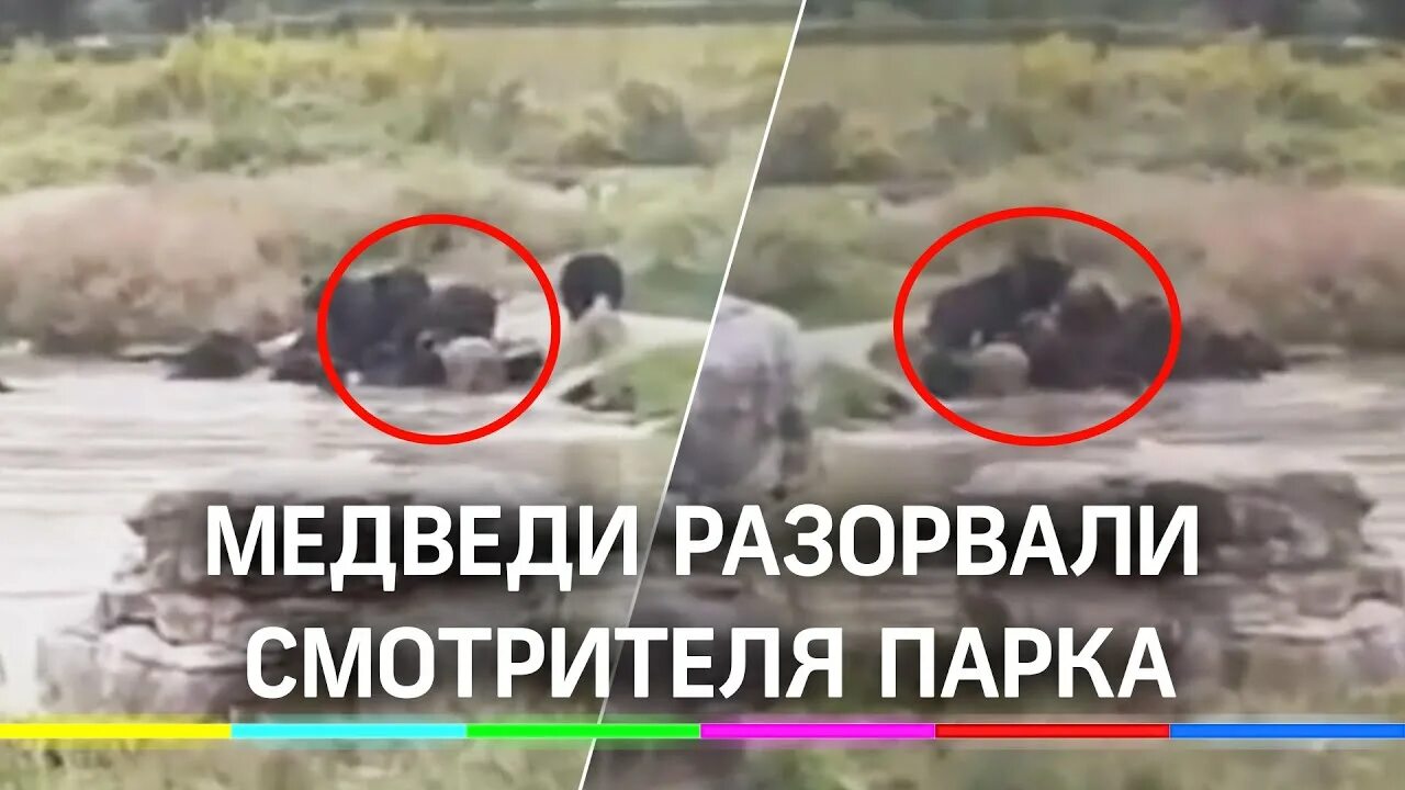 Медведь растерзал фото Видео: медведи разорвали человека на глазах у посетителей парка в Шанхае - YouTu