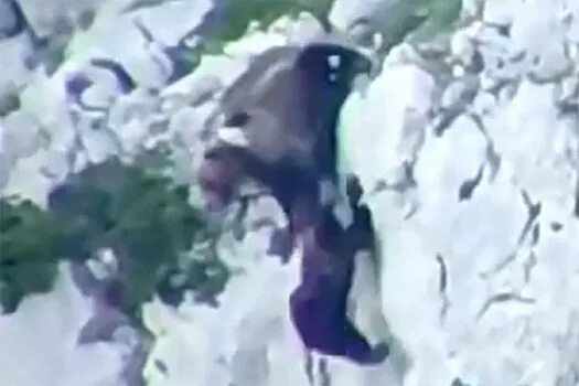 Медведь растерзал собак фото Защищавшая детеныша медведица упала с 30-метровой высоты и выжила - Рамблер/субб