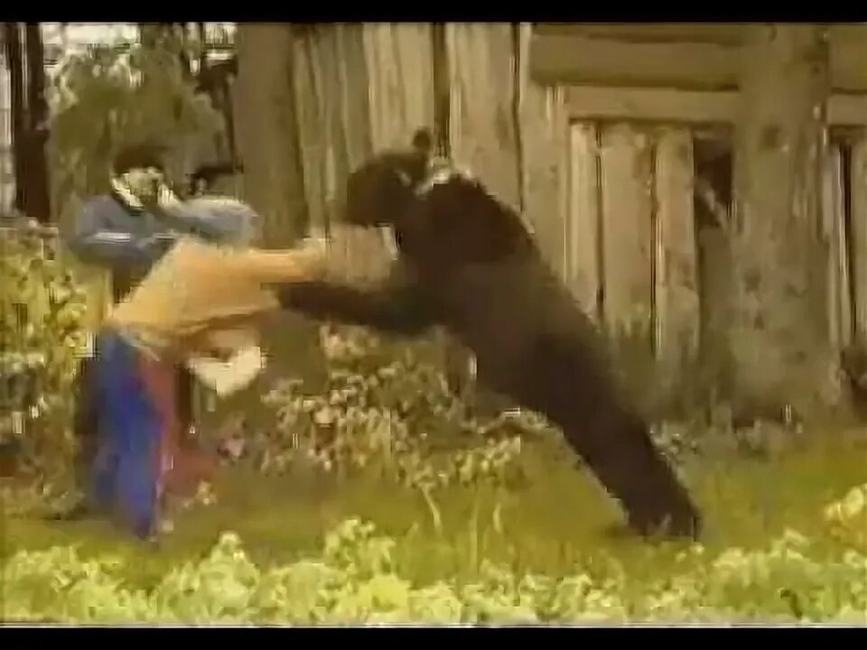 Медведь растерзал собак фото Funy - YouTube