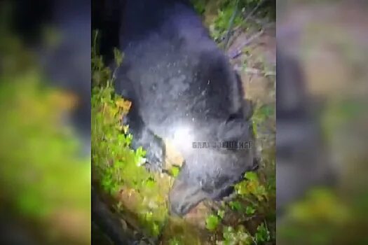 Медведь растерзал собак фото В Приамурье застрелили медведя, который держал в страхе всё село и задирал собак