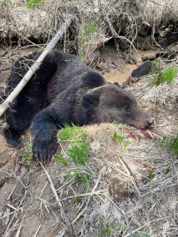 Медведь растерзал собак фото Медведь нападает на человека - блог Санатории Кавказа
