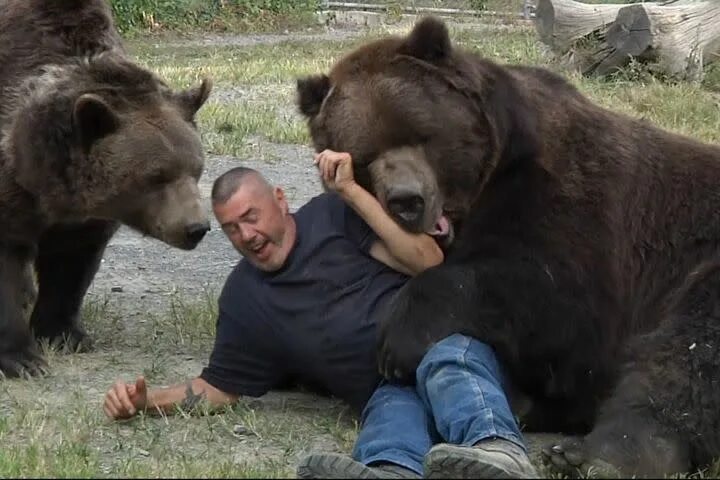 Медведь растерзал собак фото Bear hugs are never ending for this lucky man