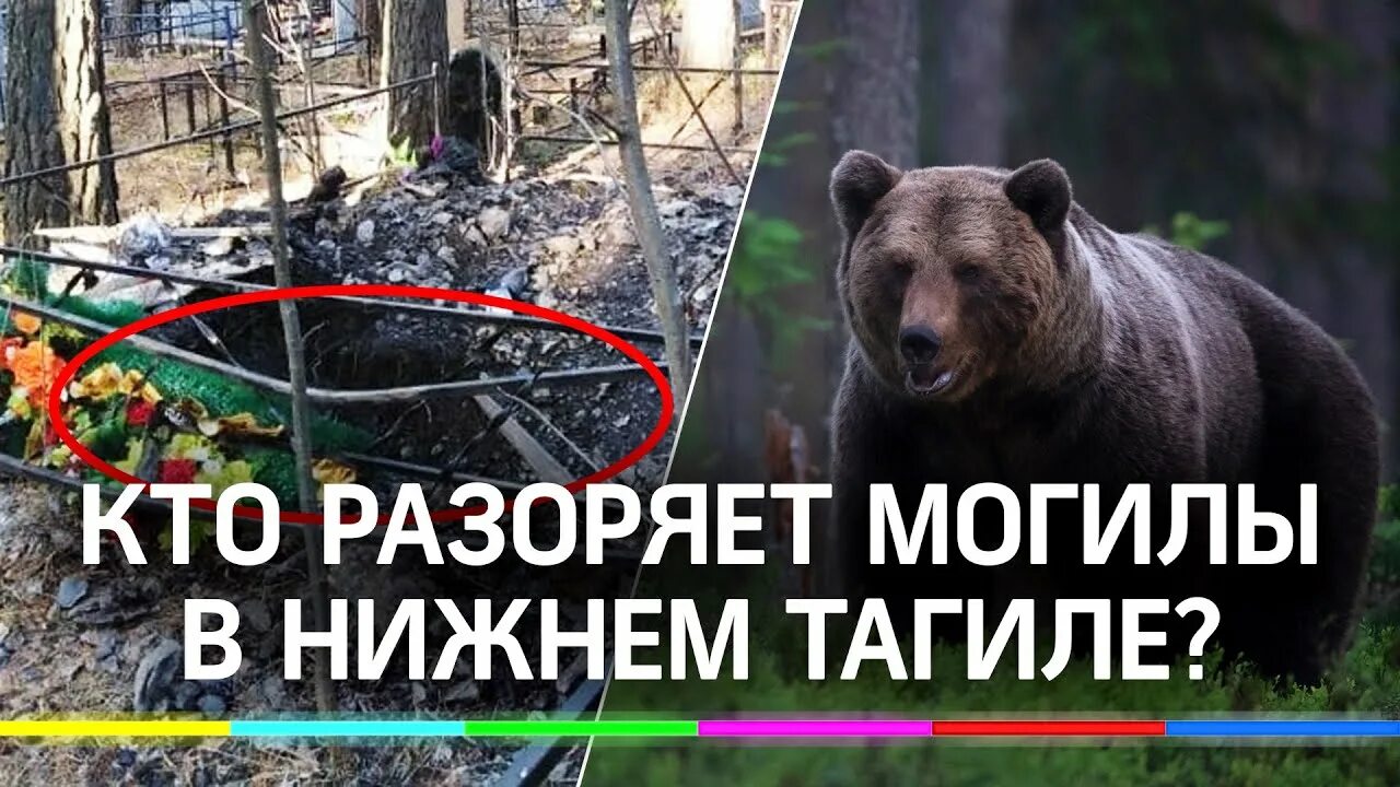 Медведь разрыл могилу на кладбище фото Медведь-трупоед разоряет могилы в Нижнем Тагиле и ест покойников. Но есть и друг
