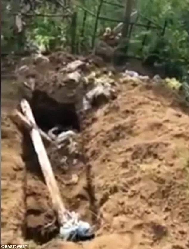 Медведь разрыл могилу на кладбище фото Brown bears ransack cemetery and eat about 20 corpses in Russia Daily Mail Onlin