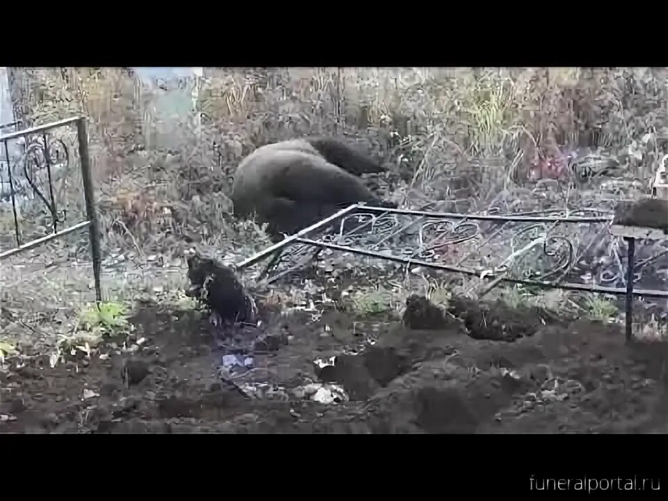 Медведь разрыл могилу на кладбище фото Хабаровск. Медведи раскапывают могилы на кладбище