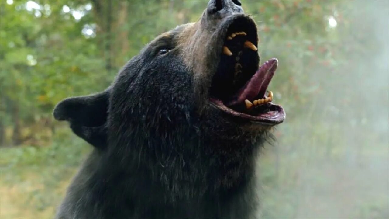 Медведь реальное фото Cocaine Bear: The Most Bizarre Scenes From The Most Bizarre Movie - YouTube