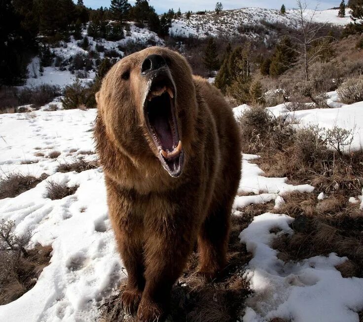 Медведь реальное фото Grizzly Bear - "Don't Poke the Bear!" Oso pardo, Oso grizzly, Grizzly bear