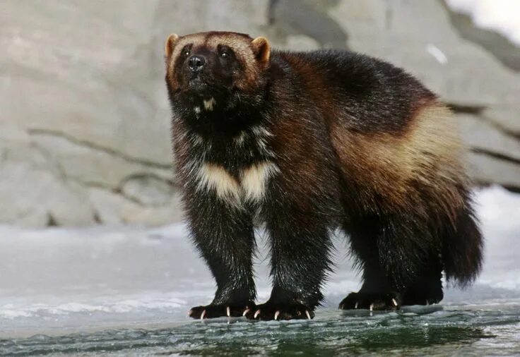 Медведь росомаха фото Pin on wolverine Wolverine animal, Wolverine, Wolverines
