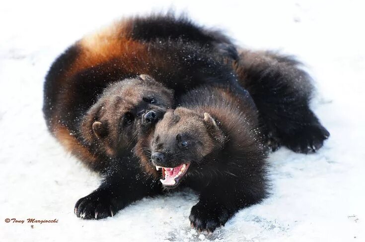 Медведь росомаха фото Wolverines at play Wolverine animal, Animals wild, Wolverine