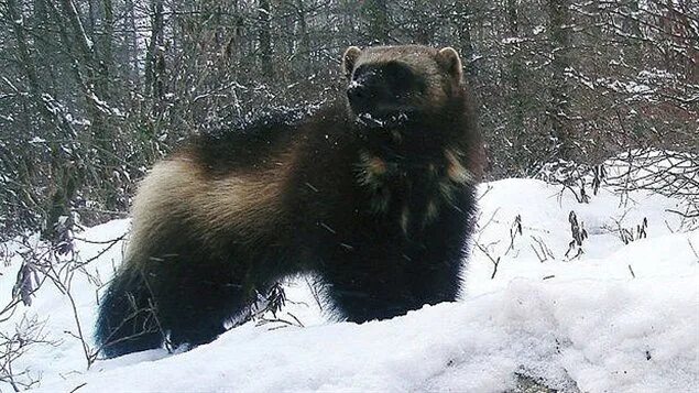 Медведь росомаха фото A boreal forest 'ghost' - The secret life of wolverines - Eye on the Arctic