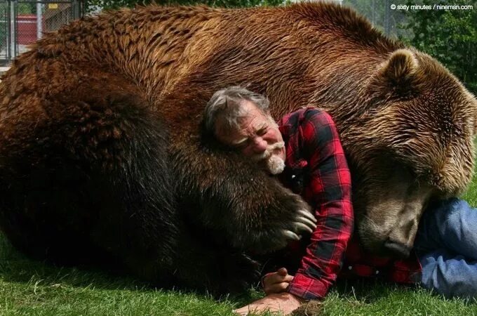 Медведь рядом с человеком фото Meet Mr Grizzly - Doug Seus - Wildlife Warriors Bart the bear, Bear, Animals bea