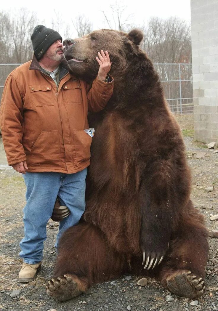 Медведь рядом с человеком фото OTISVILLE - The man nuzzles his face into the animal’s dense brown fur, scratchi